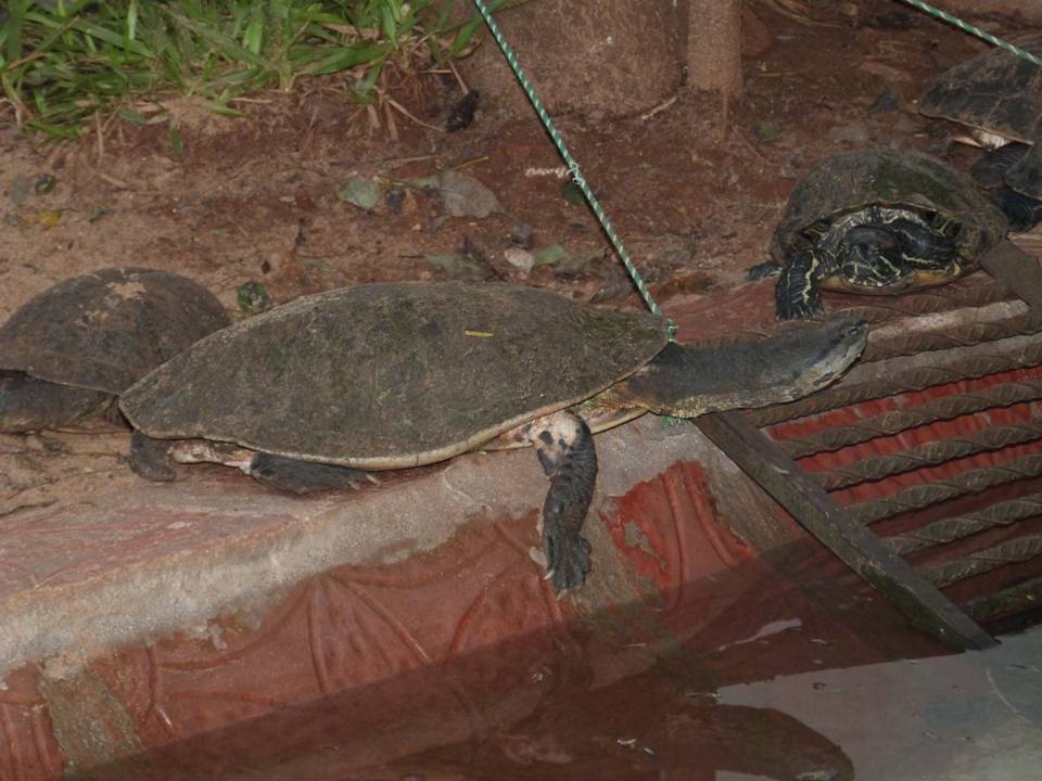 SPOTTED BELLIED SIDE NECKED TURTLE Phrynops hilarii FAUNA PARAGUAY